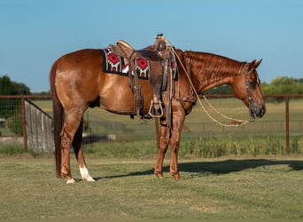 American Quarter Horse, Wallach, 11 Jahre, Rotfuchs