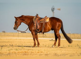 American Quarter Horse, Wallach, 11 Jahre, Rotfuchs