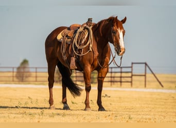 American Quarter Horse, Wallach, 11 Jahre, Rotfuchs