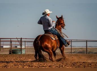 American Quarter Horse, Wallach, 11 Jahre, Rotfuchs