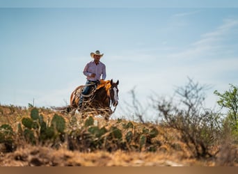 American Quarter Horse, Wallach, 11 Jahre, Rotfuchs