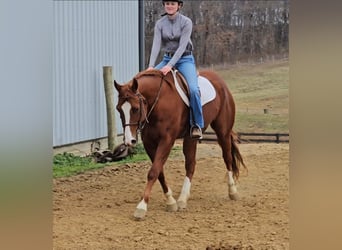 American Quarter Horse, Wallach, 11 Jahre, Rotfuchs