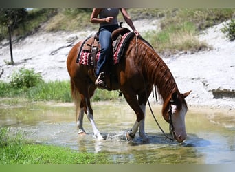 American Quarter Horse, Wallach, 11 Jahre, Rotfuchs