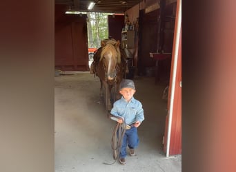 American Quarter Horse, Wallach, 11 Jahre, Rotfuchs