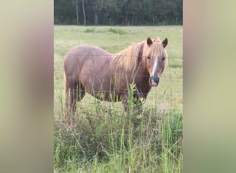American Quarter Horse, Wallach, 11 Jahre, Rotfuchs