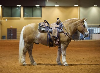 American Quarter Horse, Wallach, 11 Jahre, Rotfuchs