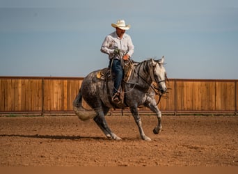 American Quarter Horse, Wallach, 11 Jahre, Schimmel