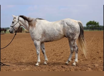 American Quarter Horse, Wallach, 11 Jahre, Schimmel