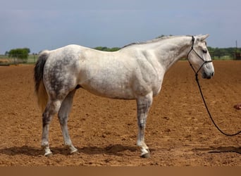American Quarter Horse, Wallach, 11 Jahre, Schimmel