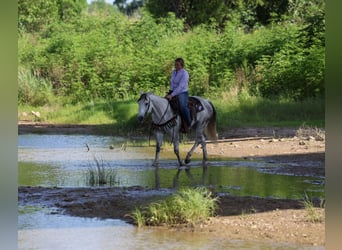 American Quarter Horse, Wallach, 11 Jahre, Schimmel
