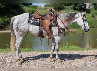 American Quarter Horse, Wallach, 11 Jahre, Schimmel