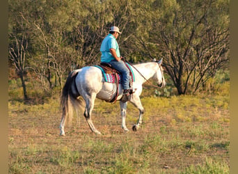 American Quarter Horse, Wallach, 11 Jahre, Schimmel