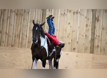 American Quarter Horse, Wallach, 11 Jahre, Tobiano-alle-Farben
