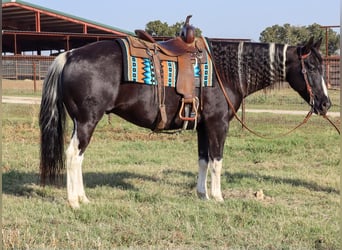 American Quarter Horse, Wallach, 11 Jahre, Tobiano-alle-Farben