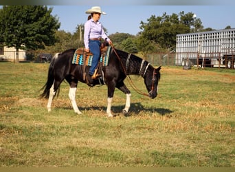 American Quarter Horse, Wallach, 11 Jahre, Tobiano-alle-Farben