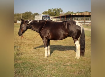 American Quarter Horse, Wallach, 11 Jahre, Tobiano-alle-Farben