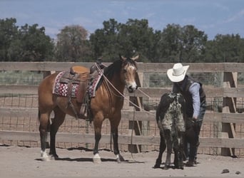 American Quarter Horse, Wallach, 12 Jahre, 140 cm, Buckskin