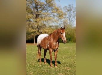 American Quarter Horse, Wallach, 12 Jahre, 140 cm, Roan-Red