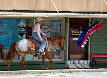 American Quarter Horse, Wallach, 12 Jahre, 140 cm, Roan-Red