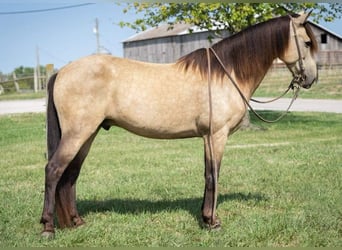 American Quarter Horse, Wallach, 12 Jahre, 142 cm, Buckskin