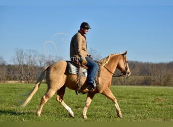 American Quarter Horse, Wallach, 12 Jahre, 142 cm, Palomino