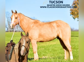 American Quarter Horse, Wallach, 12 Jahre, 142 cm, Palomino