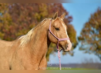 American Quarter Horse, Wallach, 12 Jahre, 142 cm, Palomino