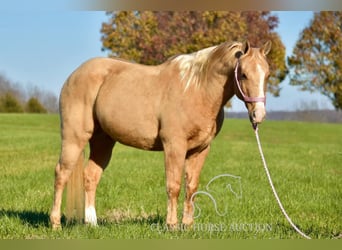 American Quarter Horse, Wallach, 12 Jahre, 142 cm, Palomino