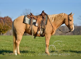 American Quarter Horse, Wallach, 12 Jahre, 142 cm, Palomino