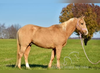 American Quarter Horse, Wallach, 12 Jahre, 142 cm, Palomino