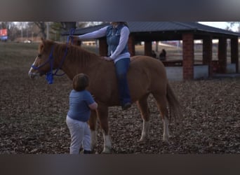 American Quarter Horse, Wallach, 12 Jahre, 142 cm, Red Dun