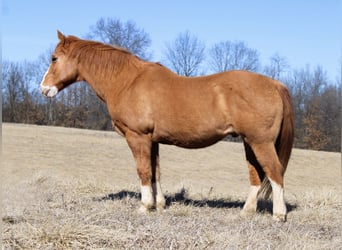 American Quarter Horse, Wallach, 12 Jahre, 142 cm, Red Dun