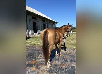 American Quarter Horse, Wallach, 12 Jahre, 142 cm, Red Dun