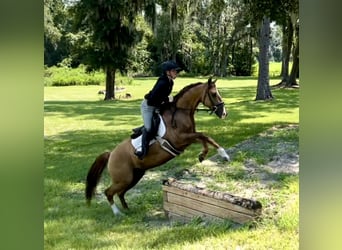 American Quarter Horse, Wallach, 12 Jahre, 142 cm, Red Dun