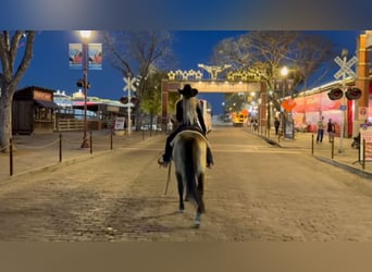 American Quarter Horse, Wallach, 12 Jahre, 145 cm, Buckskin