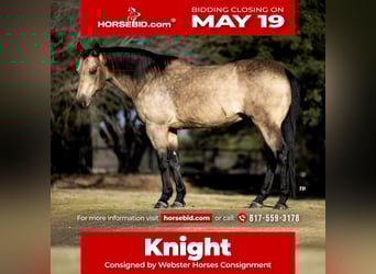 American Quarter Horse, Wallach, 12 Jahre, 145 cm, Buckskin