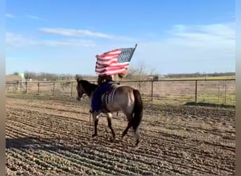 American Quarter Horse, Wallach, 12 Jahre, 145 cm, Buckskin