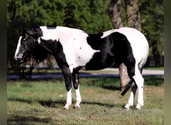 American Quarter Horse, Wallach, 12 Jahre, 145 cm, Tobiano-alle-Farben