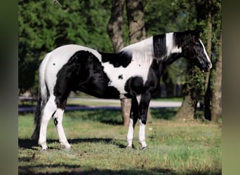 American Quarter Horse, Wallach, 12 Jahre, 145 cm, Tobiano-alle-Farben