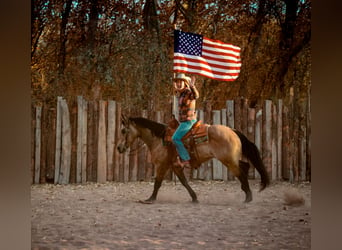 American Quarter Horse, Wallach, 12 Jahre, 147 cm, Buckskin