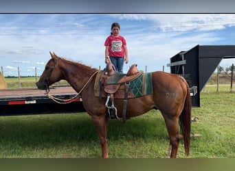 American Quarter Horse, Wallach, 12 Jahre, 147 cm, Dunkelfuchs