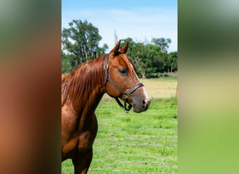 American Quarter Horse, Wallach, 12 Jahre, 147 cm, Dunkelfuchs