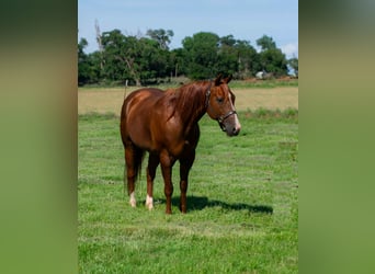 American Quarter Horse, Wallach, 12 Jahre, 147 cm, Dunkelfuchs