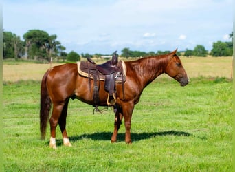 American Quarter Horse, Wallach, 12 Jahre, 147 cm, Dunkelfuchs