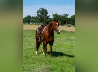 American Quarter Horse, Wallach, 12 Jahre, 147 cm, Dunkelfuchs
