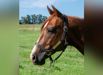American Quarter Horse, Wallach, 12 Jahre, 147 cm, Dunkelfuchs