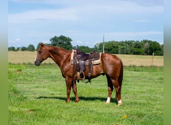 American Quarter Horse, Wallach, 12 Jahre, 147 cm, Dunkelfuchs