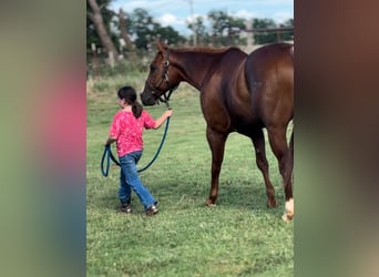 American Quarter Horse, Wallach, 12 Jahre, 147 cm, Dunkelfuchs