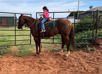 American Quarter Horse, Wallach, 12 Jahre, 147 cm, Dunkelfuchs
