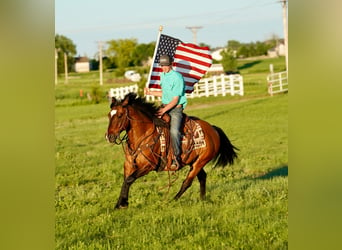 American Quarter Horse, Wallach, 12 Jahre, 147 cm, Falbe
